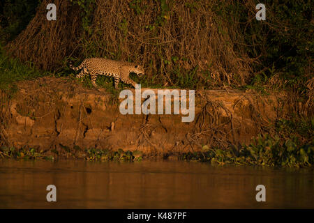 Jaguar (Panthera onca) du Nord Pantanal, Brésil Banque D'Images
