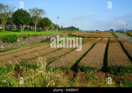 Le musée du thé et osulloc la plantation de thé situé à côté de la boutique et de innisfree house cafe à seogwipo (sur l'île de Jeju en Corée du Sud Banque D'Images
