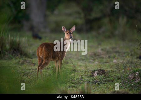 Brocket gris Deer (Mazama gouazoubira) du Nord Pantanal, Brésil Banque D'Images