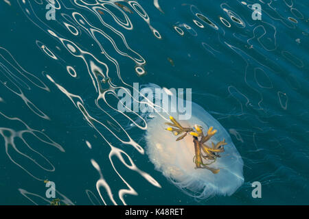 Méduse ou méduse jaune d'oeuf frite, Phacellophora camtschatica, flottant près de la surface de l'océan Pacifique près de l'île de Vancouver, en Colombie-Britannique Banque D'Images
