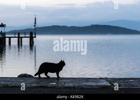 Silhouette d'un chat sur un quai sur un lac au crépuscule Banque D'Images