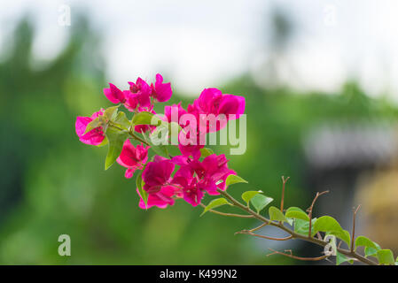 Fleurs de bougainvillées rose ou Fleur en Papier avec des feuilles dans le jardin des plantes, Flou d'arrière-plan. fleurs d'Asie, les 6. Banque D'Images