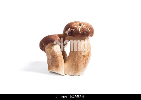 Récolté à l'automne étonnant triple champignon comestible boletus edulis (cèpes) connu sous le nom de champignons porcini isolé sur fond blanc. Banque D'Images