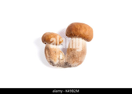 Récolté à l'automne des champignons comestibles double cèpes (Boletus edulis) connu sous le nom de champignons porcini isolé sur fond blanc. Banque D'Images