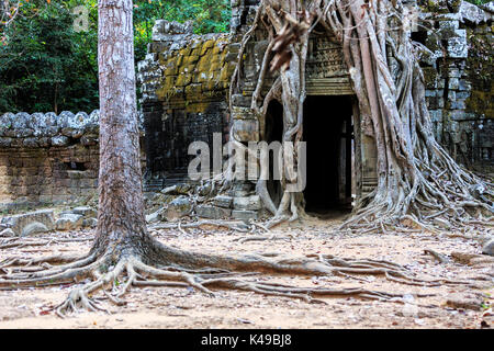 La pierre ancienne porte et les racines des arbres en ruines de temple khmer bouddhiste près de Siem Reap, Cambodge Banque D'Images