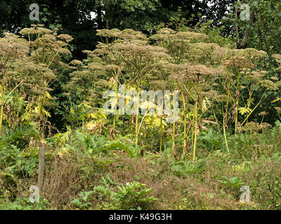 La berce du Caucase, Heracleum mantegazzianum croissant sur les bord de la route Banque D'Images