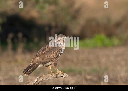 Buse variable Buteo buteo Espagne hiver Banque D'Images