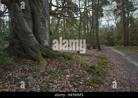 Chemin à travers Tudeley Woods réserve RSPB près de Pembury au début du printemps Banque D'Images