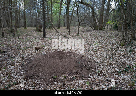 Fourmi dans les forêts de la réserve RSPB Woods Tudeley, Kent Banque D'Images