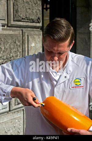 Test d'un inspecteur de Fromage Fromage Roue, Alkmaar, Pays-Bas Banque D'Images