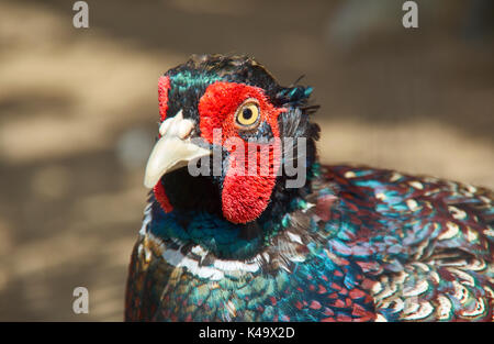 Le faisan à collier (Phasianus colchicus). Faible profondeur de champ. Banque D'Images