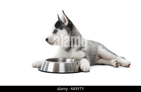 Chiot de chien husky de Sibérie couché contre plaque arrondie. Banque D'Images