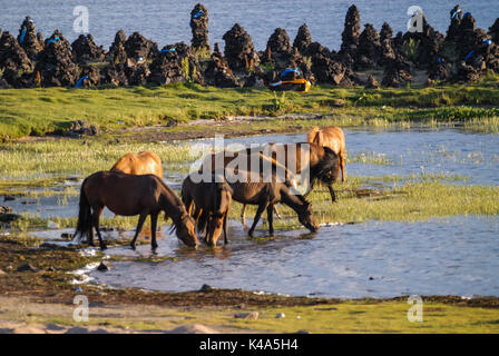 Des chevaux à un lac dans le désert de Mongolie Banque D'Images