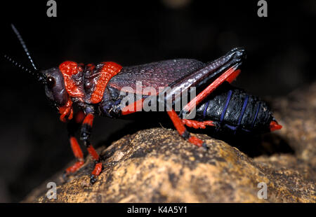 Mousse ou Rooibaadjie Koppie sauterelle (Dictyophorus spumans), Afrique du Sud. Le témoin rouge de couleurs indiquent que cette sauterelle est toxique. Lor Banque D'Images