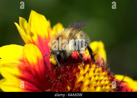 Carde commun Bee, Bombus pascuorum, pollinisent de nectar de fleurs, sur, Banque D'Images