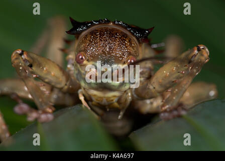 La masse blindée Cricket, Acantholpus discoidalis, Close up de face montrant jaws, épineux, Banque D'Images