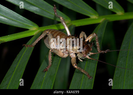 La masse blindée Cricket, Acantholpus discoidalis, épineux, on leaf Banque D'Images