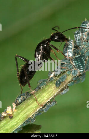 Jet Black Ant, Lasius fuliginosus, soigner et traire les pucerons, Provence Banque D'Images