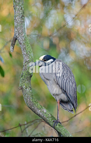 Bihoreau gris jaune Nyctanassa violacea Florida USA Banque D'Images