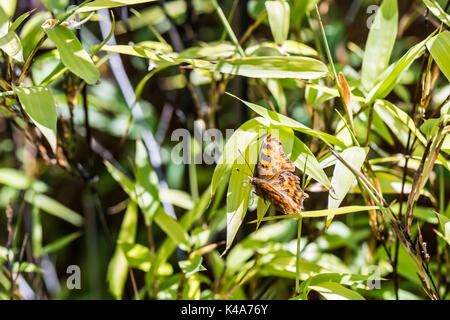 Une virgule butterfly (Polygonia c-album) sur une feuille de bambou Banque D'Images