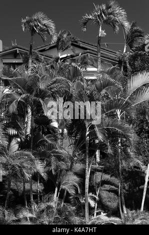 Jardin tropical luxuriant sur un hôtel particulier frontyard, Honolulu, Hawaii Banque D'Images