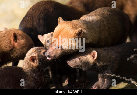 Speothos venaticus Chien, Bush, l'Amérique du Sud, en captivité, des profils avec de jeunes chiots, les membres de la famille des chiens. Ils produisent une forte odeur qui ressemble à du vin" Banque D'Images