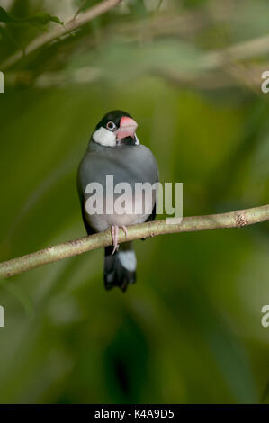 Lonchura oryzivora Java Sparrow, Java, Indonésie, Finch, riz java ou java sparrow oiseaux de riz, est une espèce de passereau, vulnérables, Lis rouge de l'UICN Banque D'Images