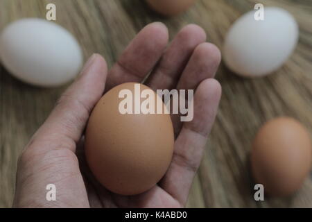 Tenir en main les oeufs de poules frais Banque D'Images