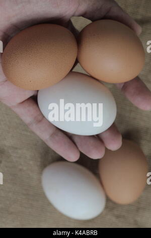 Tenir en main les oeufs de poules frais Banque D'Images