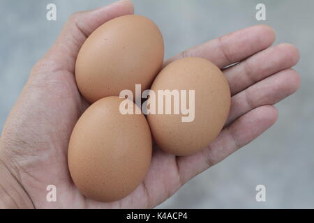 Tenir en main les oeufs de poules frais Banque D'Images