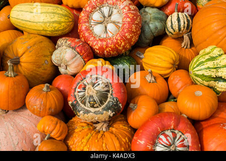 Différentes variétés de courges, citrouilles, Bade-Wurtemberg, Allemagne Banque D'Images