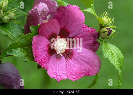 D'une fleur rose de Sharon (Hibiscus syriacus), Allemagne Banque D'Images