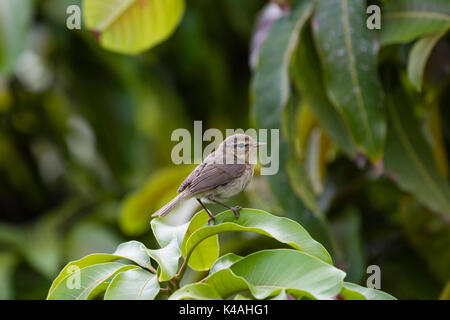 Canaries (« récent phylloscopus canariensis) sur feuille verte, El hierro, îles canaries, espagne Banque D'Images