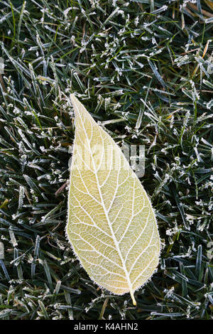 Fraxinus velutina - Velvet Ash Tree leaf couverte de givre au petit matin sur l'herbe verte pelouse en matin tôt en automne, Québec, Canada Banque D'Images