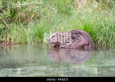 Castor européen (Castor fiber) assis dans l'eau, Haute Autriche, Autriche Banque D'Images