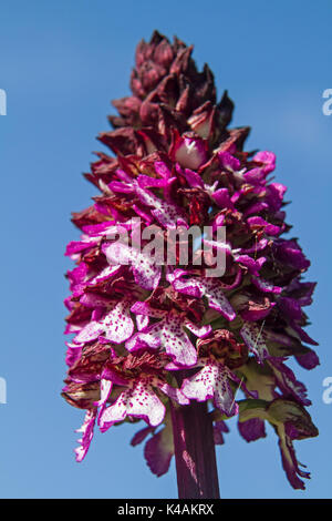 L'Orchidée pourpre appartient à la plus grande des orchidées indigènes et peut atteindre la hauteur impressionnante de 80 centimètres. Banque D'Images