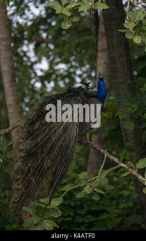 Un Indien d'oiseaux paons perchés sur un arbre sur le point de montrer son long train de plumes Banque D'Images