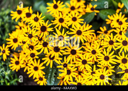 Rudbeckia fulgida 'Little Goldstar' Banque D'Images