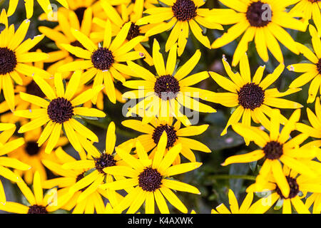 Rudbeckia fulgida 'Little Goldstar' Banque D'Images