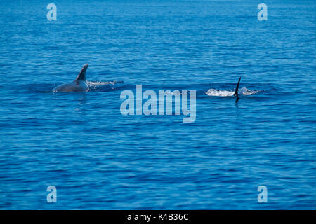 Deux grands dauphins nager dans l'océan atlantique. Banque D'Images