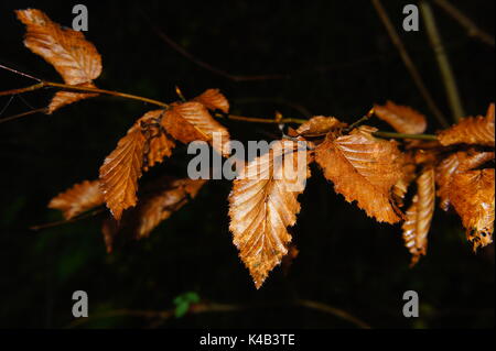 Brown flétries feuilles de hêtre en automne dans la branche Macro Banque D'Images