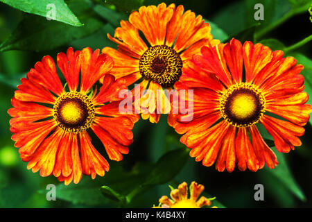 Helenium 'Kupferziegel' fleurs, Sneezeweed Banque D'Images