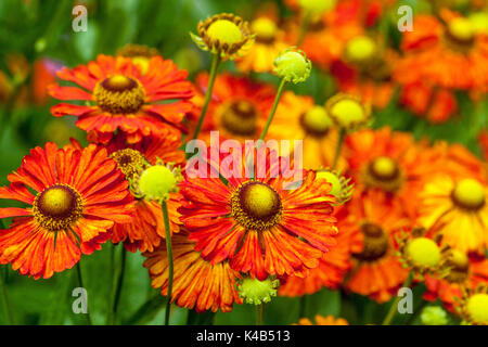 Fleurs de Helenium 'Kupferziegel' Banque D'Images