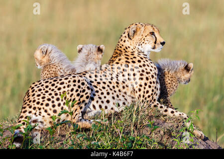 Cheetah avec oursons se trouvant sur la savane africaine Banque D'Images