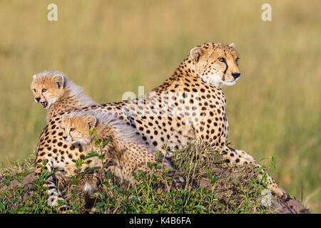 Triché avec oursons curieux dans la savane Banque D'Images