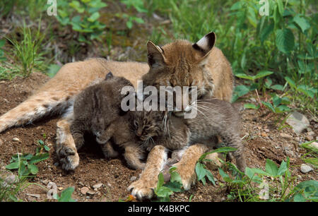 Lynx roux (Lynx rufus) - Mère et oursons en captivité, à l'extérieur de den, les jeunes sont de 5 semaines, les soins infirmiers, soins, éducation Banque D'Images