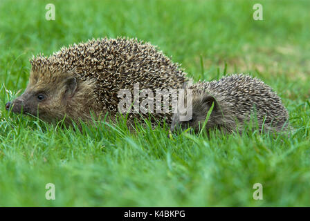 Hérisson, Erinaceus europaeus, femme, avec de jeunes sur 4 mois, sur la pelouse de jardin, la maternité, bébé, paire, deux, 2 Banque D'Images