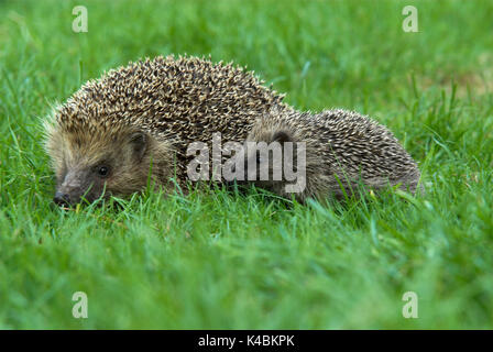 Hérisson, Erinaceus europaeus, femme, avec de jeunes sur 4 mois, sur la pelouse de jardin, la maternité, bébé, paire, deux, 2 Banque D'Images