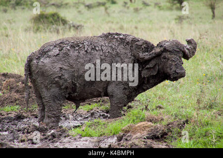 Buffalo couvert de boue Banque D'Images