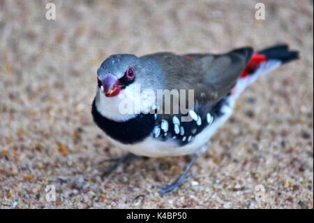 Diamond Firetail Stagonopleura Guttata Banque D'Images